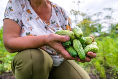 Çiftçi hasat salatalık, Bahçe ile üretmek hasat, organik tarım kavramı