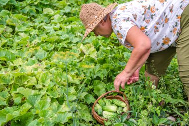 Alan malzeme çekme salatalık organik sebze bahçesi, çiftçi hasat sebze, biyo tarım kavramı