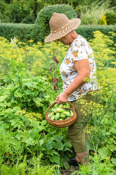 庭の農家 バスケットにキュウリのピッキング 有機農法野菜収穫 — ストック写真