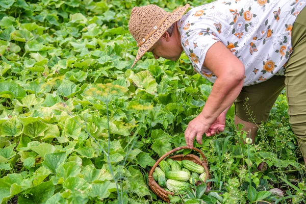 Фермер Полі Збирає Огірки Органічному Городі Збирає Овочі Концепція Біологічного — стокове фото