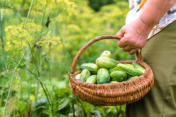 Фермер Собранными Огурцами Урожай Органической Продукции Огороде Выращивание Биоовощей — стоковое фото