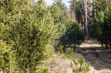 Kırsal yol arka plan üzerinde iğne yapraklı orman küçük çam