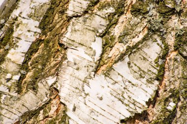 Beyaz huş ağacı kabuğu doku, ahşap arka plan