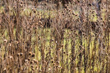Kuru bitkiler sonbahar arka plan olarak yararlı