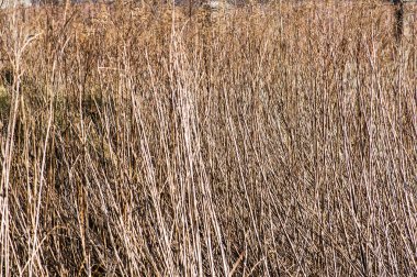 Kuru bitkiler sonbahar arka plan olarak yararlı