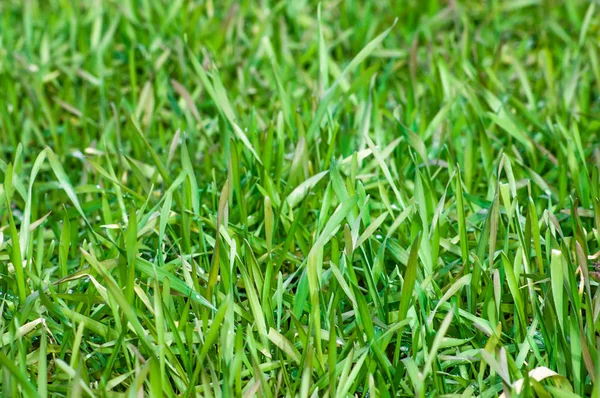 Jovem Verde Fresco Grama Centeio Fundo Páscoa — Fotografia de Stock