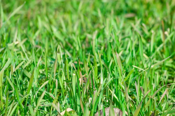 Jovem Verde Fresco Grama Centeio Fundo Páscoa — Fotografia de Stock