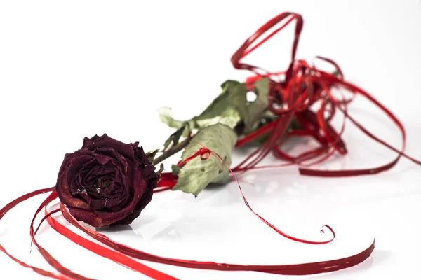 Sucha Czerwona Róża Białym Tle Białym Tle Dzień Matki Karta — Zdjęcie stockowe