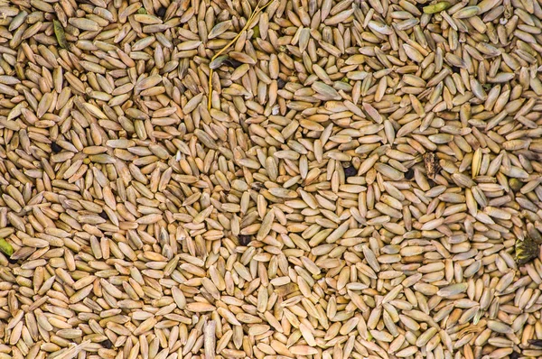 Cereal harvest, wheat grain texture
