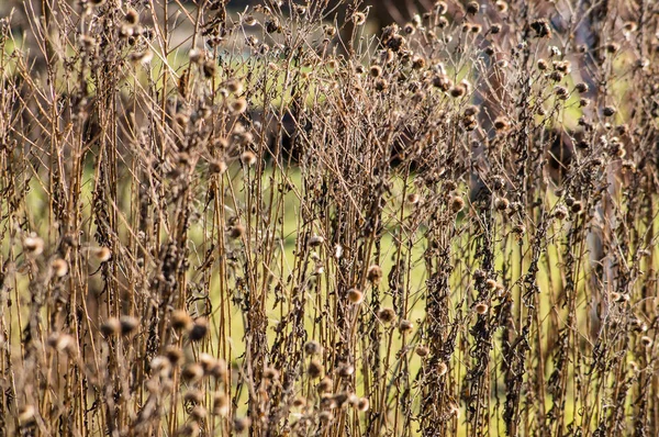 Kuru bitkiler sonbahar arka plan olarak yararlı