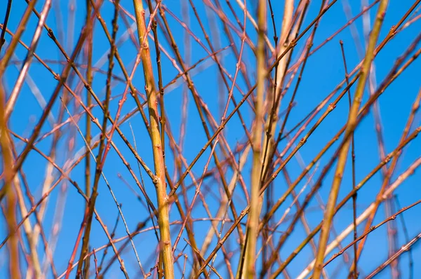 Frühlingszweige Auf Blauem Himmel Hintergrund — Stockfoto