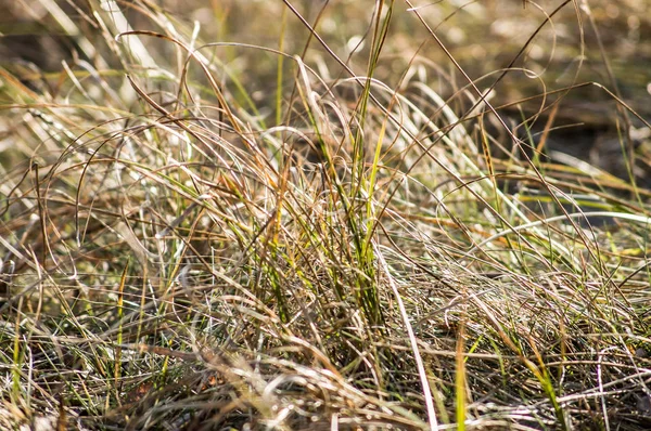 Erba Secca Utile Come Sfondo Autunno — Foto Stock