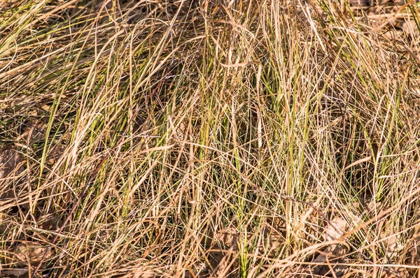 Trockenes Gras Als Herbsthintergrund Nützlich — Stockfoto