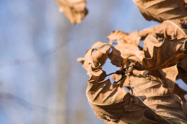 Dry Oak Leaves Closeup — Stock Photo, Image