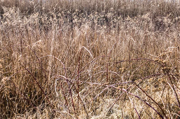 Dry Plants Useful Autumn Background — Stock Photo, Image