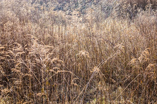 Plantas Secas Útiles Como Fondo Otoño — Foto de Stock