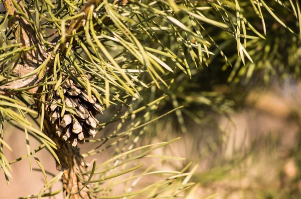 針と松ぼっくり 屋外の緑の松の枝 — ストック写真