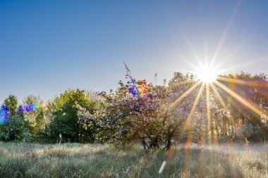 Bahar, yatay, yeni gelişen ağaç ve orman gündoğumu, mavi gökyüzü güneş sonra sabah üzerinde güneş ışığı