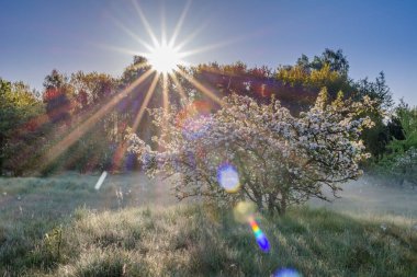 Orman ve çayır, bahar peyzaj çiçek açması ağacı üzerinde Sunshine
