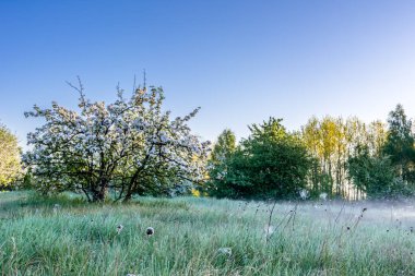 Şu yeni gelişen ağaç bahar, çimlerin üzerine çiğ ile çayır üzerinde ağaçlarla peyzaj