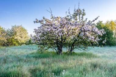 Pembe çiçek açması ağaç bahar, ağaçlar sahada, yatay