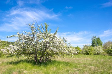 Çiçek açan elma ağacı, bahar manzara