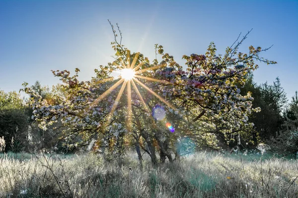 Lumière Soleil Sur Les Arbres Soleil Travers Les Arbres Paysage — Photo