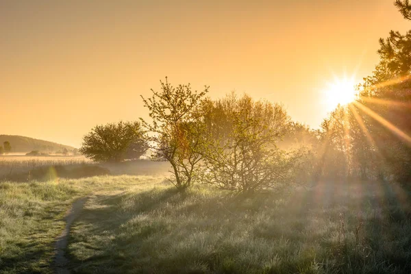 Beau Coucher Soleil Campagne Rayons Soleil Travers Les Arbres Ferme — Photo