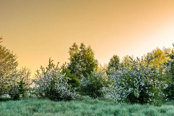 Весенний Пейзаж Цветущими Деревьями Солнцем Утром После Восхода Солнца Солнечные — стоковое фото