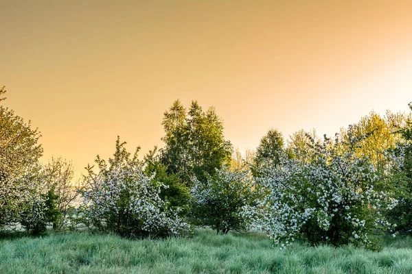 Paysage Printanier Avec Arbre Fleurs Soleil Matin Après Lever Soleil — Photo