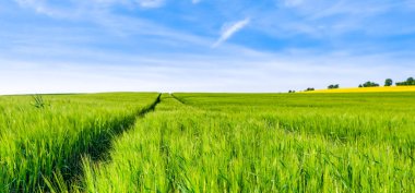 Yeşil alan, bahar panorama buğday alanları ve gökyüzü ile