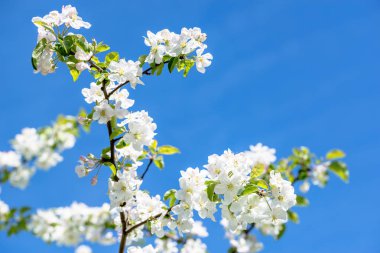 Elma, çiçeği gökyüzü arka plan üzerinde beyaz çiçekler dal, çiçek açması ağaç bahar çiçekli