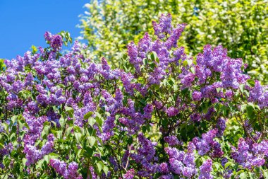 Bahar çiçek leylak, dalları çiçekleri ile