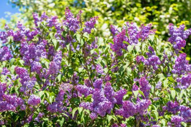 Eflatun çiçekler. Bahar çiçeği dallar