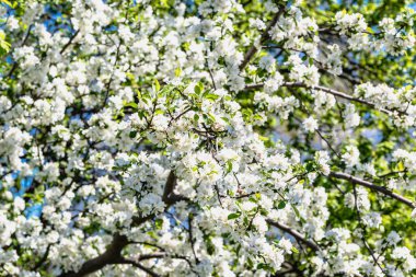 Çiçek açması elma dalları, çiçeği arka plan tam kare beyaz çiçek açan ağacının çiçekleri ile