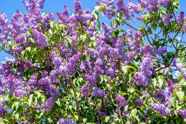 ライラック 枝に花の春花 — ストック写真