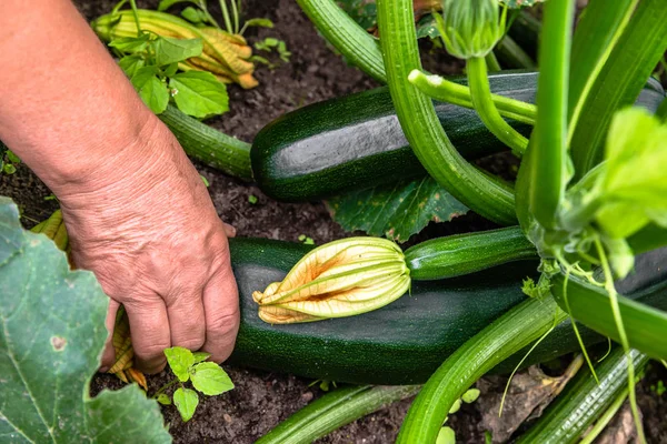 Bauer Garten Erntet Zucchini Frisches Bauerngemüse Ernte Biobauernhof — Stockfoto