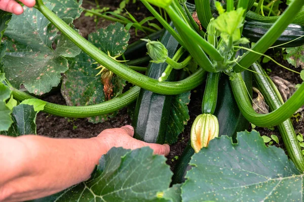 Ernte Von Zucchini Bio Gemüsegarten Produzent Von Bio Lebensmitteln Für — Stockfoto