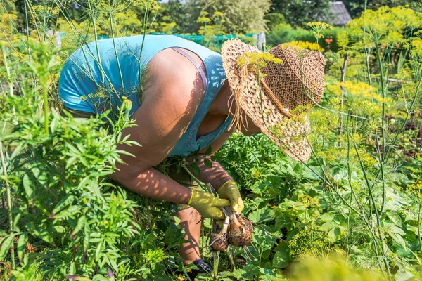 Colheita Vegetais Jardim Agricultor Fazenda Orgânica Cebola Colheita Verduras Campo — Fotografia de Stock