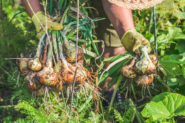 Осіннє Збирання Фермер Овочами Врожаєм Садових Продуктів Органічна Брудна Цибуля — стокове фото