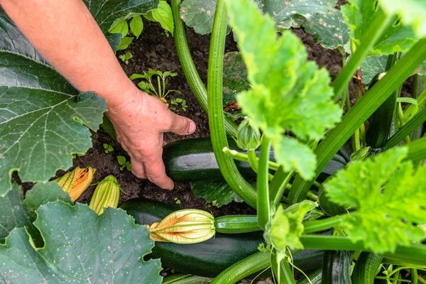 Gemüseernte Bauerngarten Ökologischer Landbau Zucchini Aus Der Pflanze Pflücken — Stockfoto