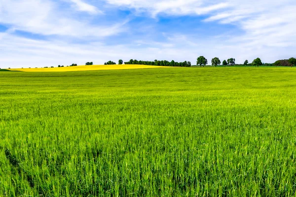绿色作物在田野和天空 春天风景 — 图库照片