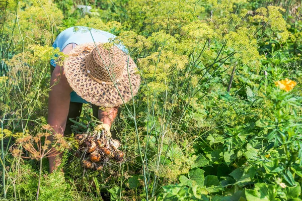 Lokale Landbouwer Tuin Oogsten Van Verse Boerderij Biologische Plantaardige Oogst — Stockfoto