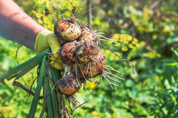 Cebola Fresca Solo Agricultor Que Colhe Legumes Produtos Biológicos Colhidos — Fotografia de Stock