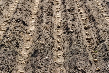 Patates, patates tohumları sahada, organik tarım kavramı dikim çiftlik