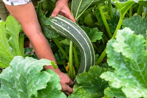 Gemüseernte Bauerngarten Bauer Pflückt Zucchini Von Hand Aus Der Pflanze — Stockfoto