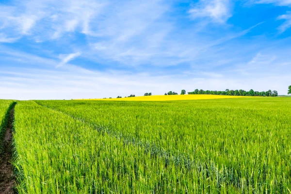 Pěstování Pšenice Pole Zelená Jarní Krajina — Stock fotografie