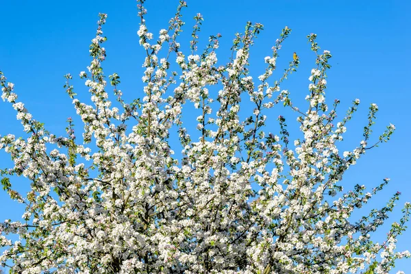 Flowering Apple Blossom Sky Background White Flowers Branch Spring Blossoming — Stock Photo, Image