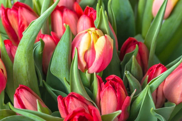 Frisse Lentebloemen Boeket Tulpen Achtergrond Valentijnsdag — Stockfoto