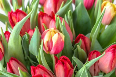 Renkli bahçe lale, arka plan, bahar çiçekler, çekim